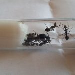 Experiencia crianza de Camponotus